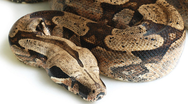 boa constrictor