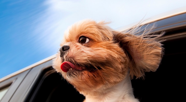 perro en coche