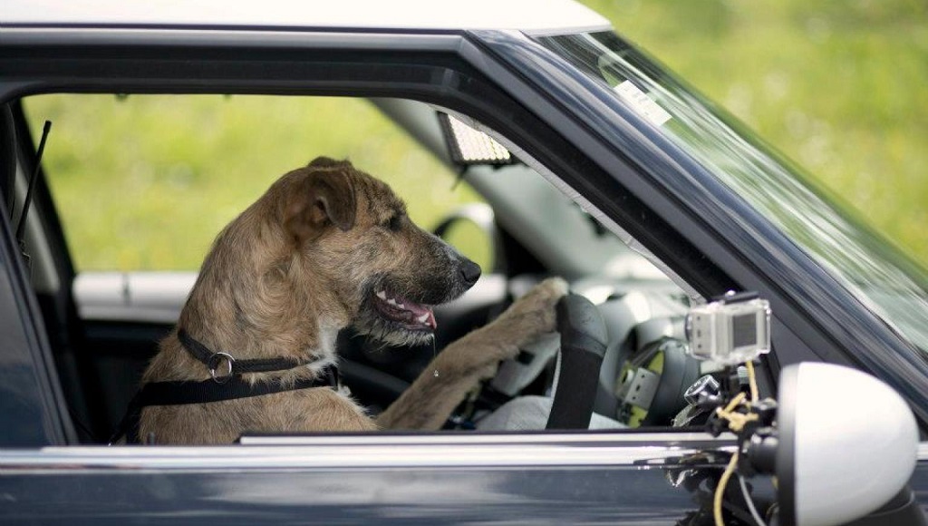 perro conduciendo un MINI