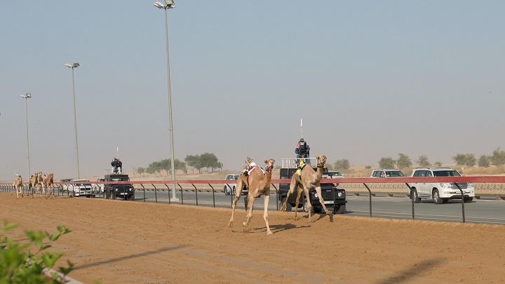 camellos en Dubai