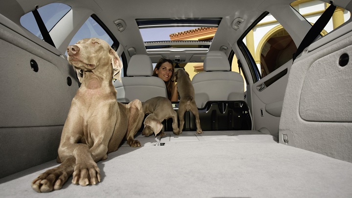 perros en el coche