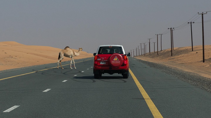 camello por la carretera