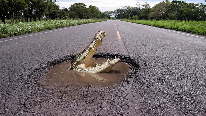 cocodrilo en la carretera