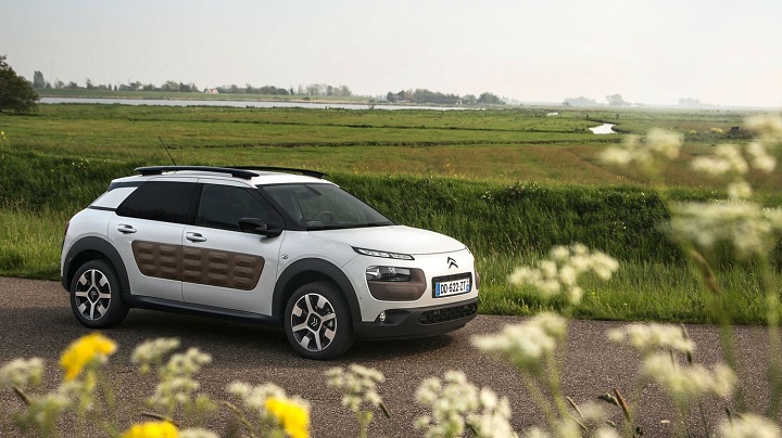 C4 Cactus